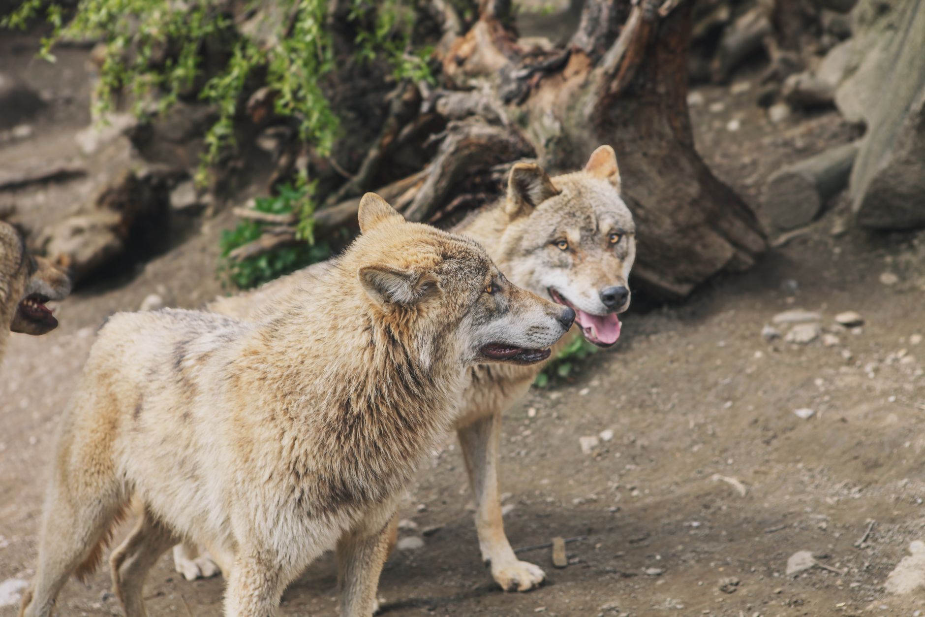 California Wolves Rebound—Ranch Economics and Rural Property Values Shift