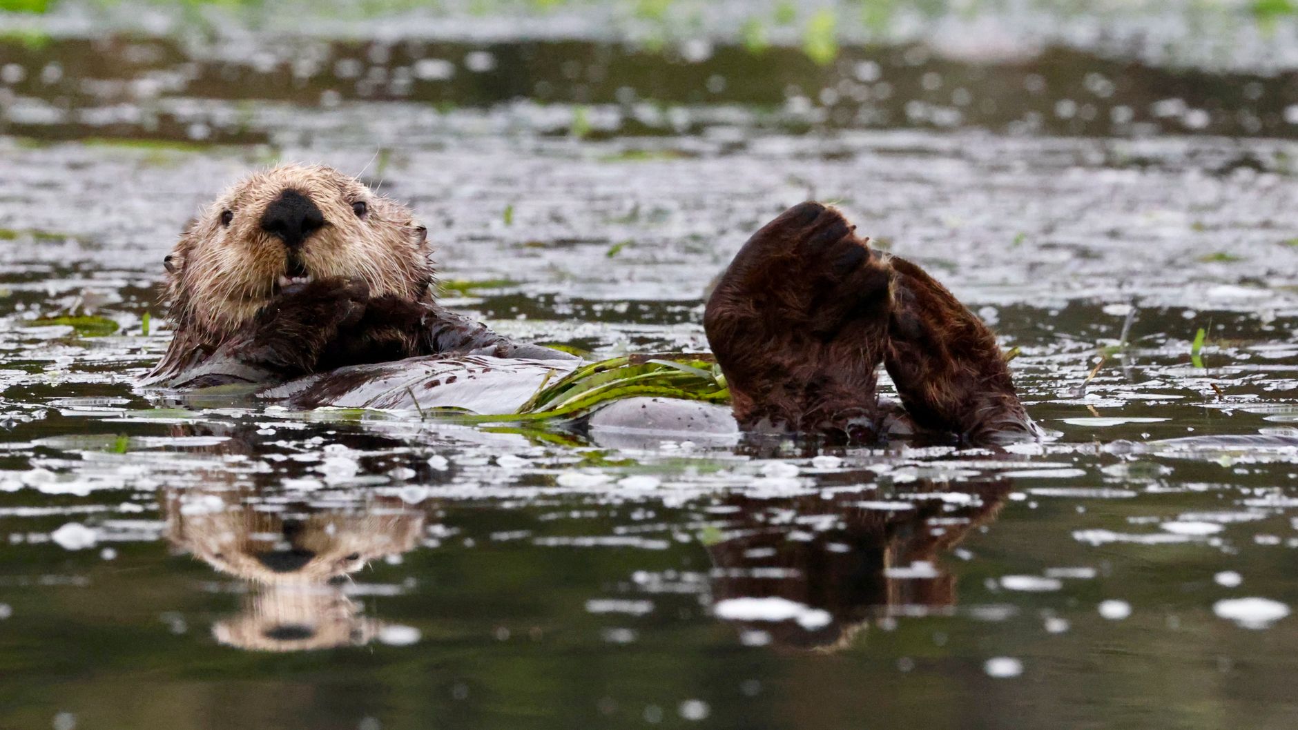 Endangered Species Act Rollback Reshapes Land-Use Economics for Developers