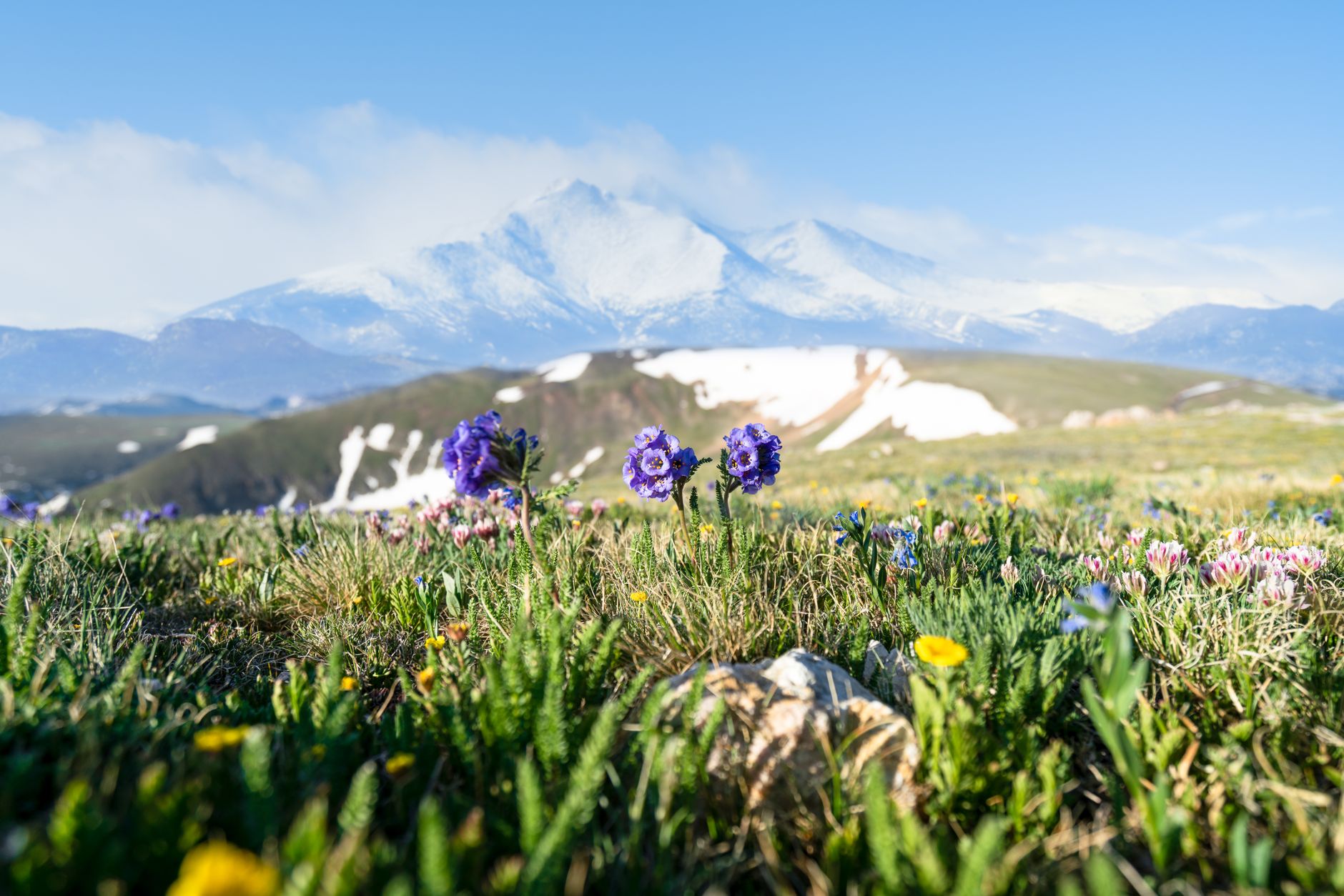 Rare Alpine Flower Superbloom in Colorado Could Spark Ecotourism and Real Estate Demand
