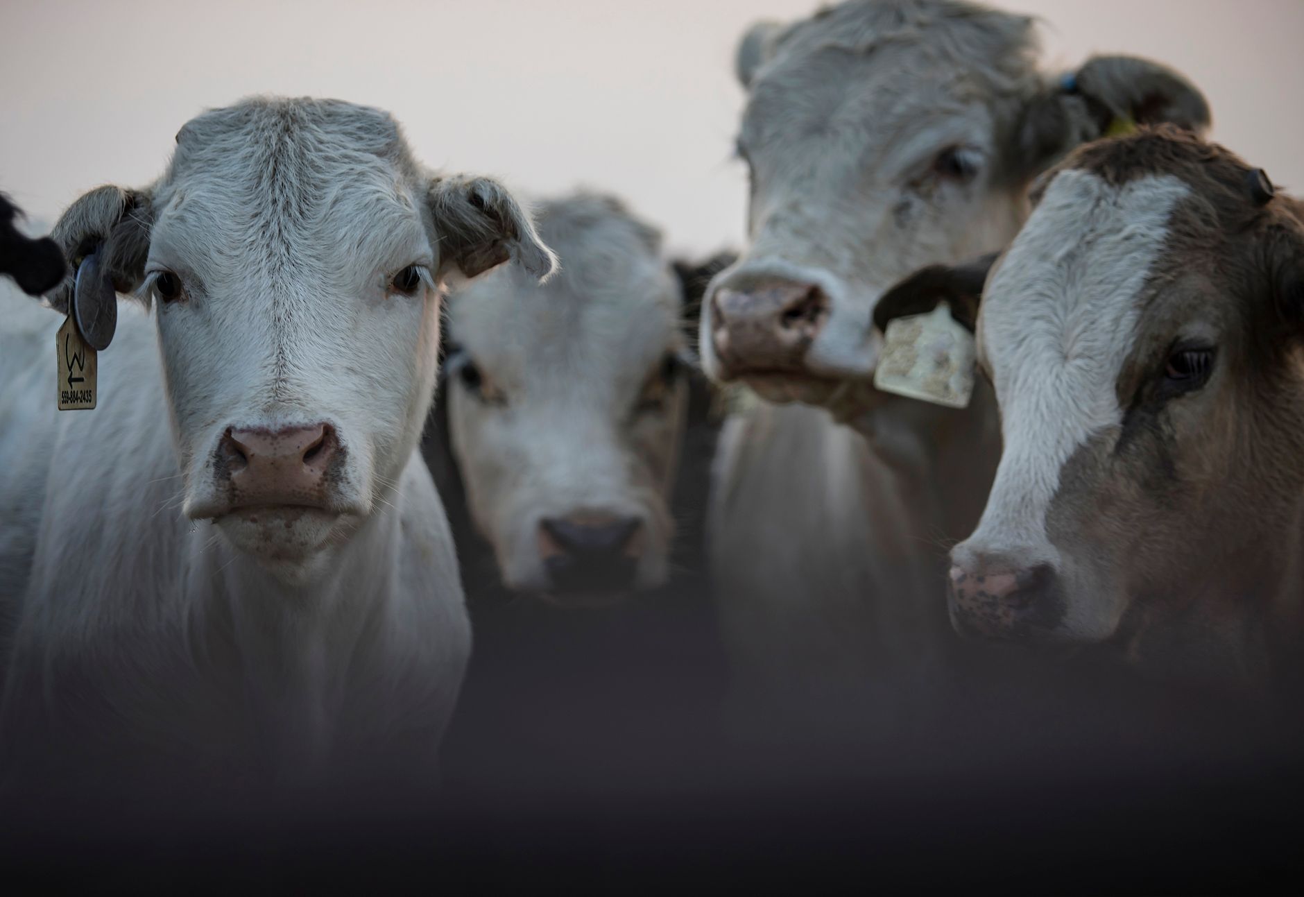 Rising Beef Costs Are Reshaping Texas Food Businesses and Grocery Budgets
