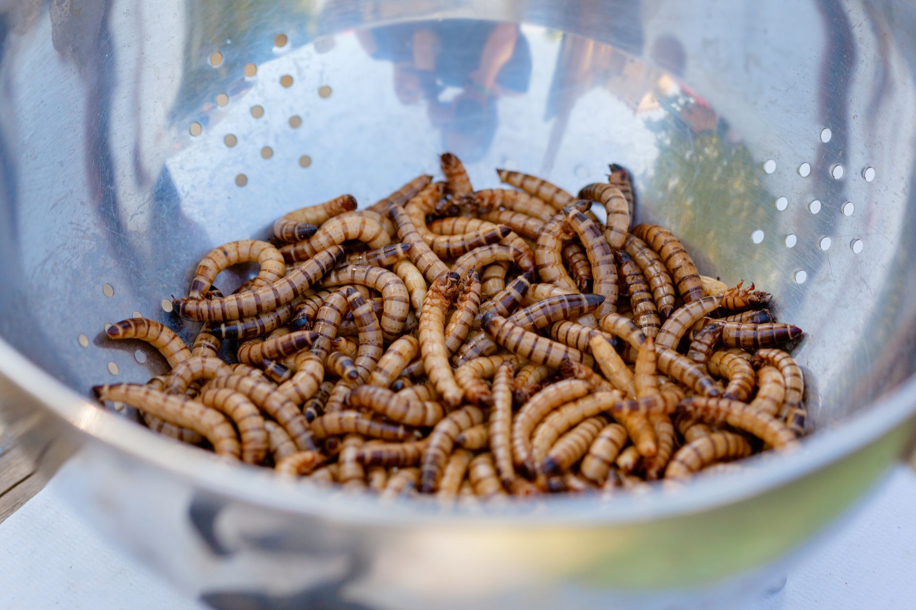 Superworm Skeleton Cleaning Method Opens Up Investment Opportunities in Biotech Services