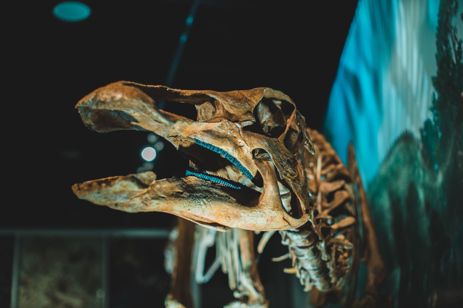 Dinosaur Fossil Auction Opens Up a Prehistoric Asset Class for Investors